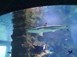 Haus des Meeres 4.02.2026